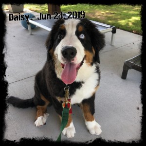 Daisy