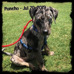 Poncho