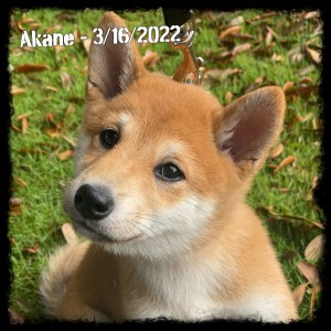 Akane
