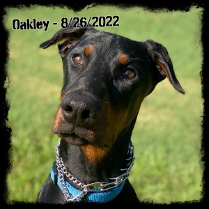 Oakley