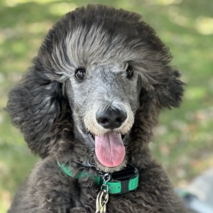 Ozzie