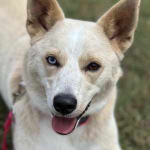 Harper