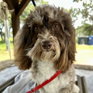 Skipper