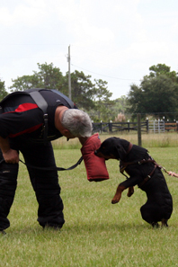 Puppy imprinting