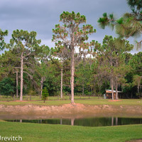 Pond view